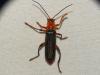 Cantharis livida